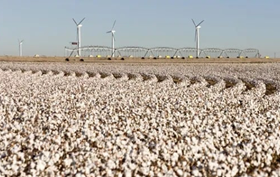 Better Cotton